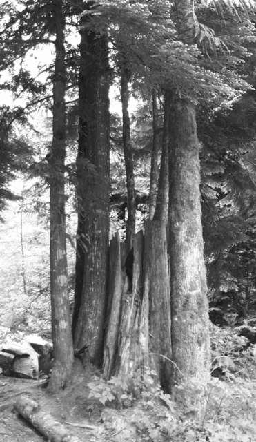 trees from shannon falls